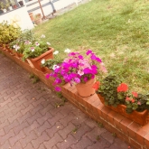 Blumen im Hof